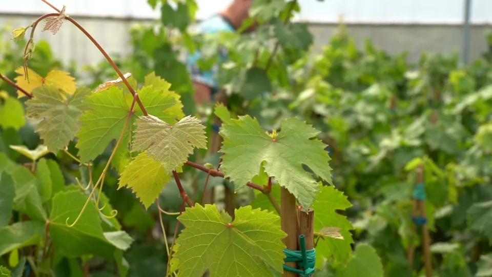 Фото: МедиаБанк Подмосковья/Юлия Андросова