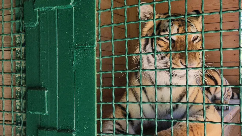 Фото: МедиаБанк Подмосковья/Дмитрий Беденко