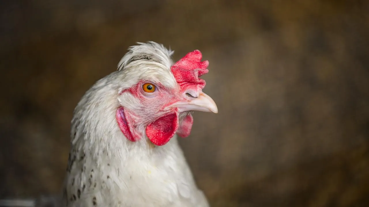 медиасток.рф