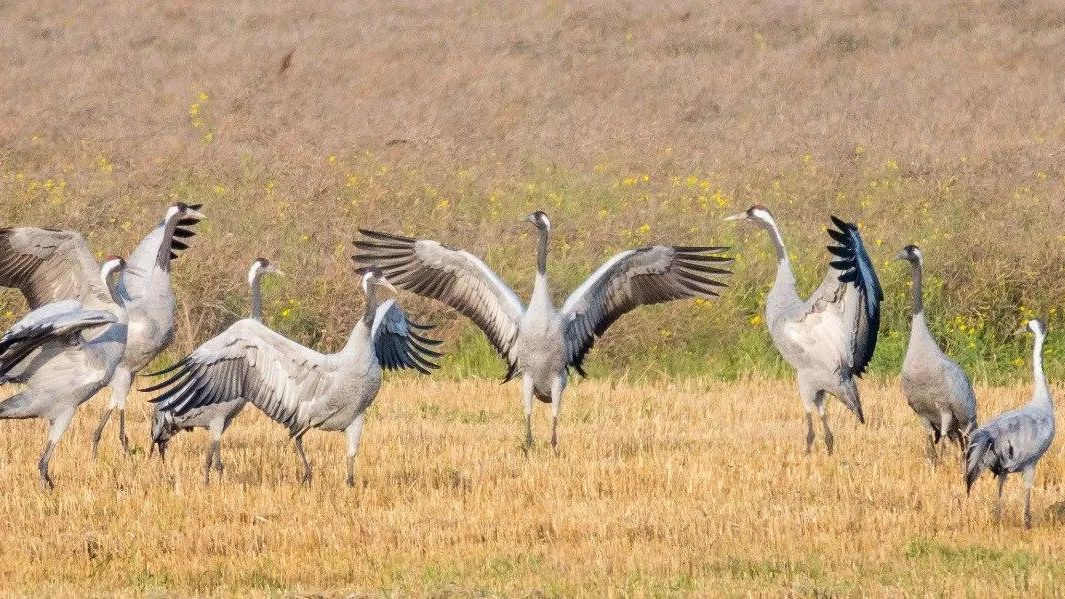 заказник «Журавлиная Родина»