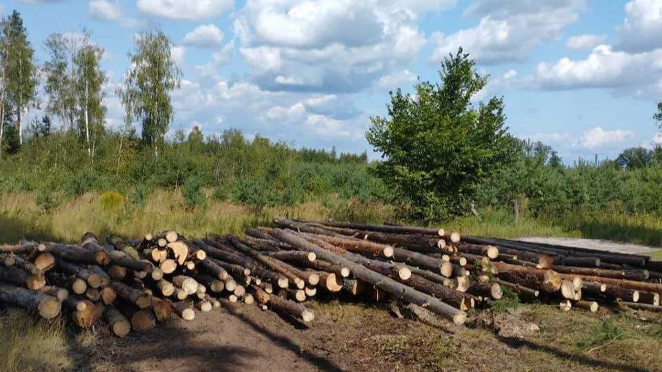 Фото: Маливское лесничество