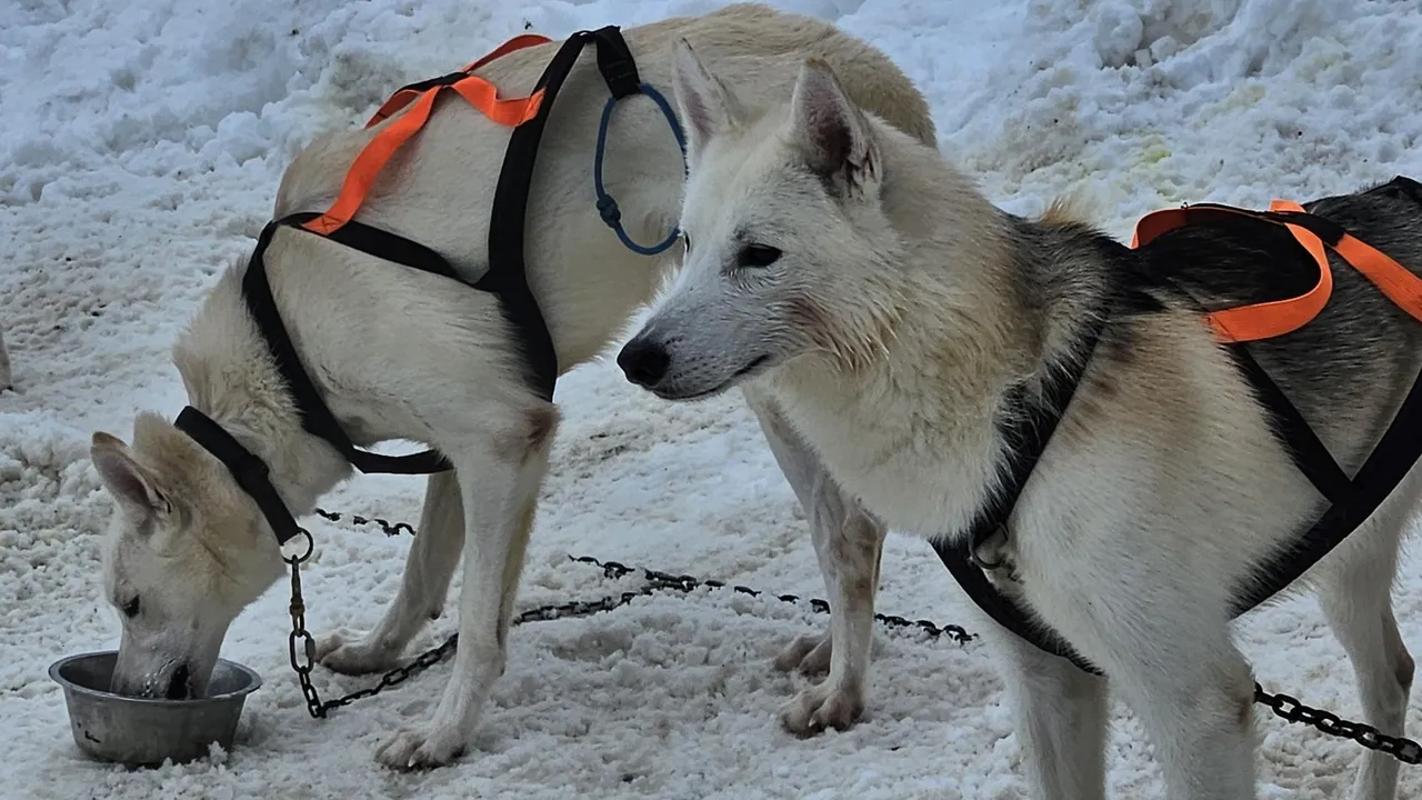 МедиаБанк Подмосковья/Ольга Вельшикаева