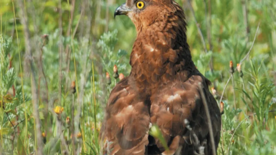 Фото: фонд «Верховье»