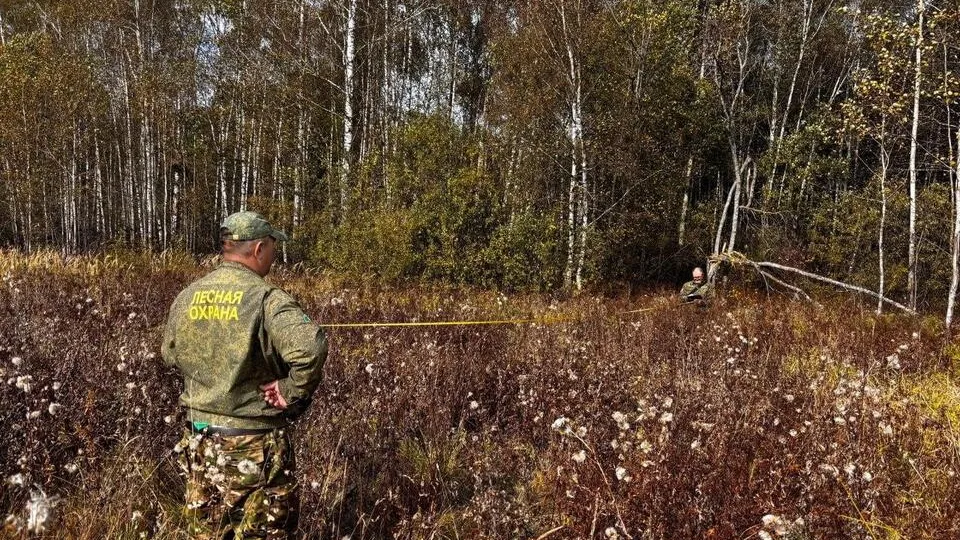 Фото: Комитет лесного хозяйства Московской области