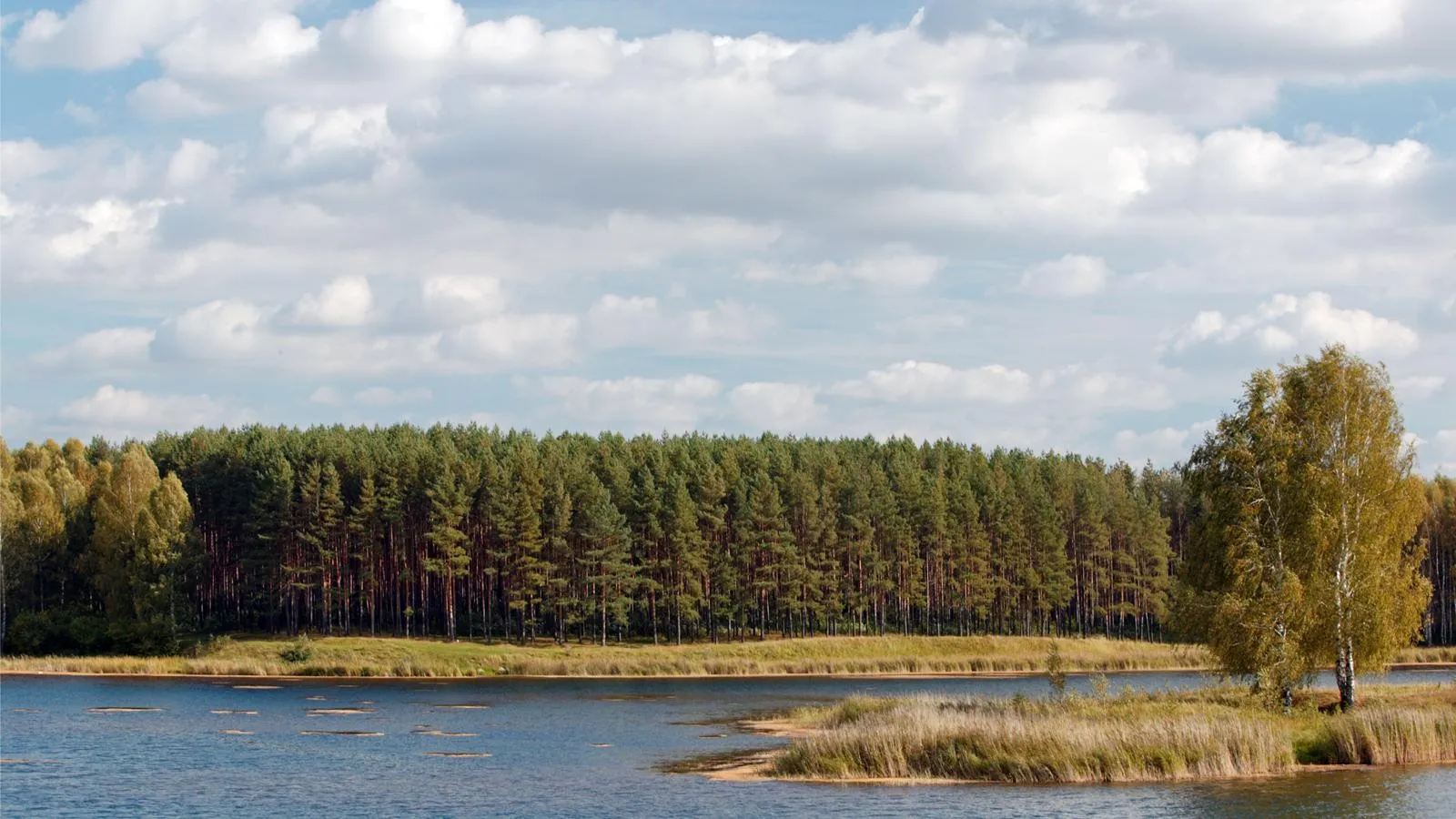 Саровский лес. Serguei Fomine