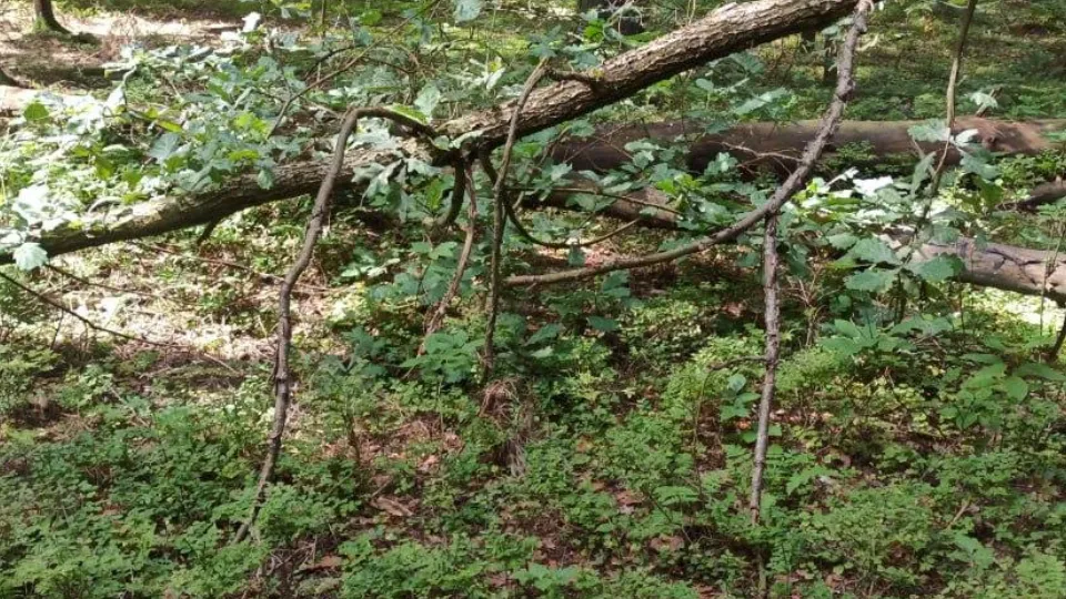 Фото: Комитет лесного хозяйства Московской области