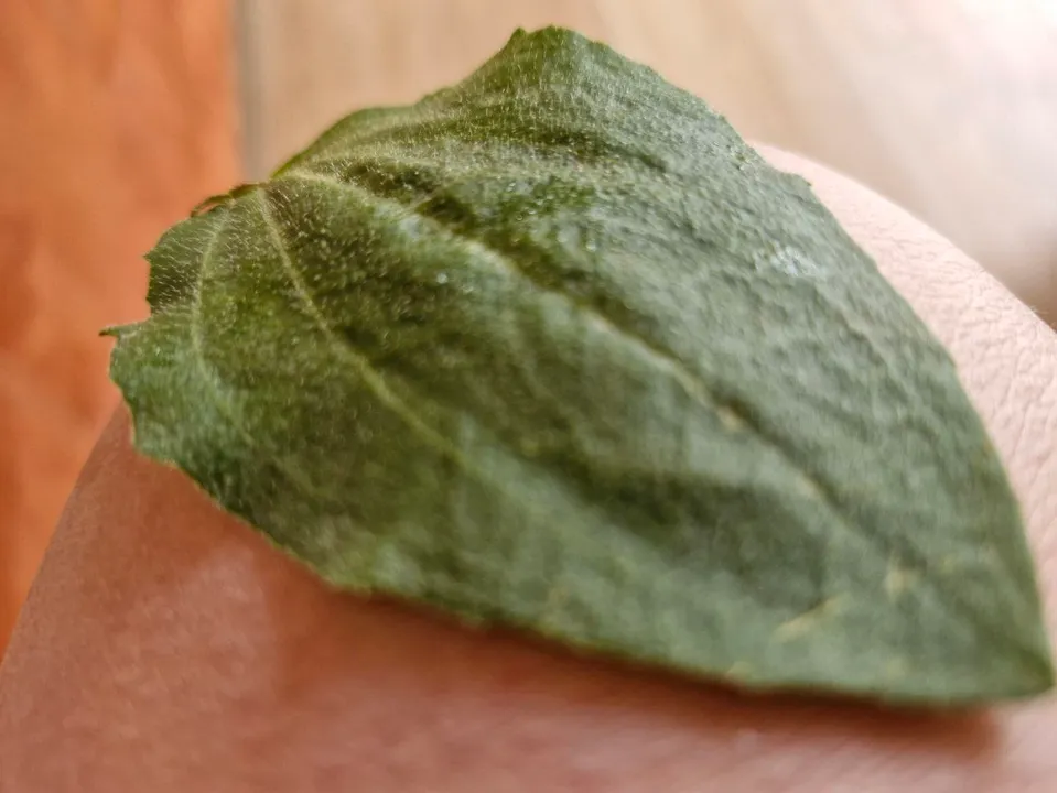 Фото: REGIONS/Наталия Надточая