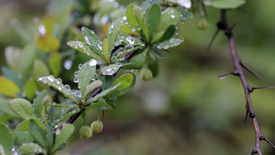 Фото: Музей А.П. Чехова «Мелихово»