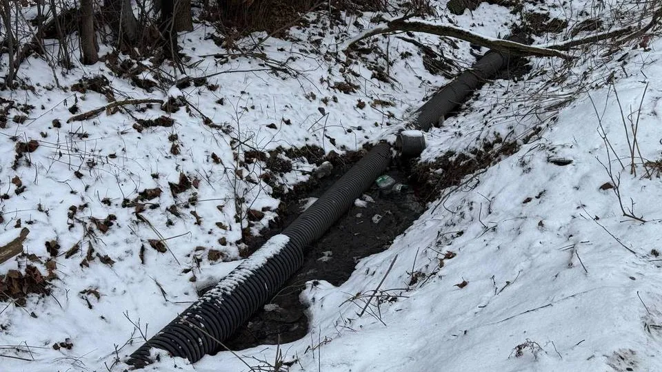 Фото: управление экологии городского округа Мытищи