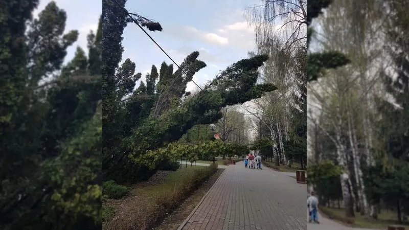 В Химках думают, как стабилизировать тую, которая легла на провода