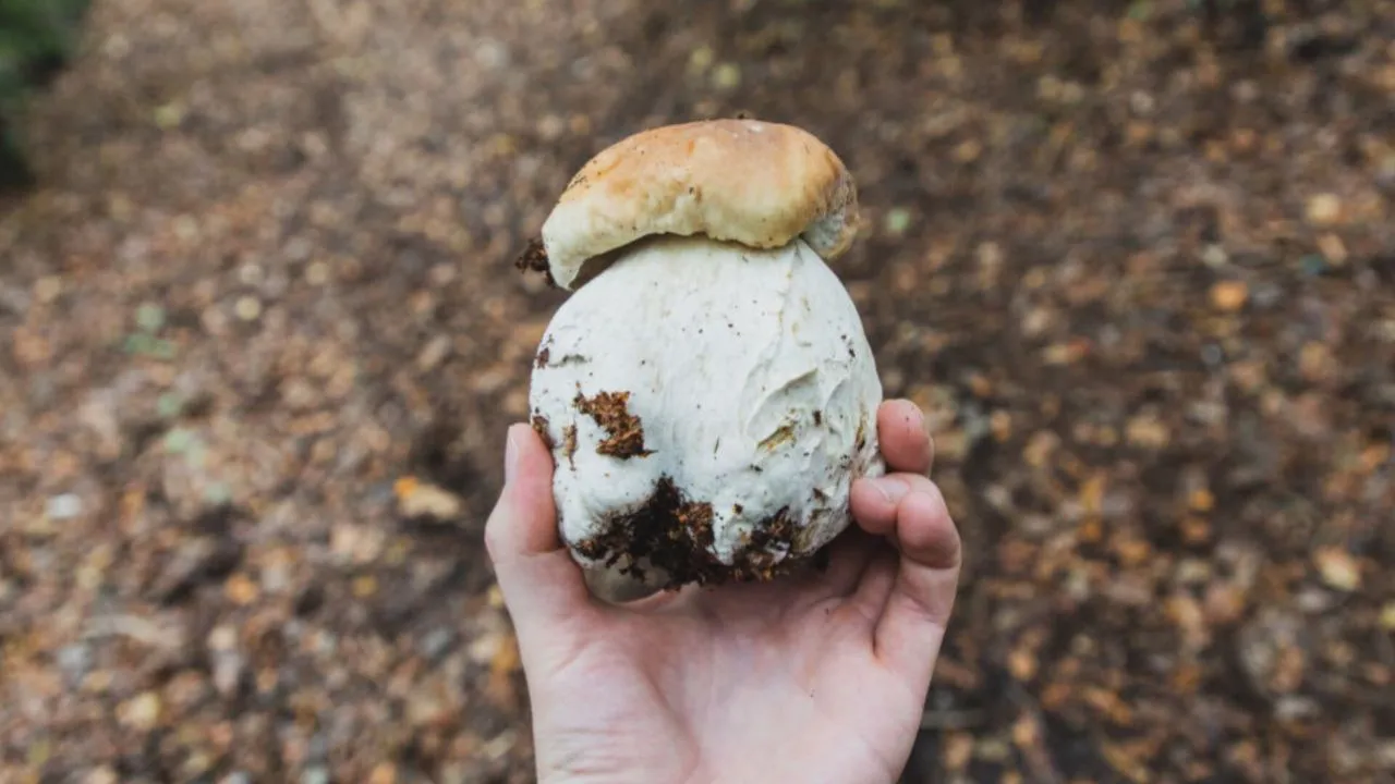 Фото: freepik.com