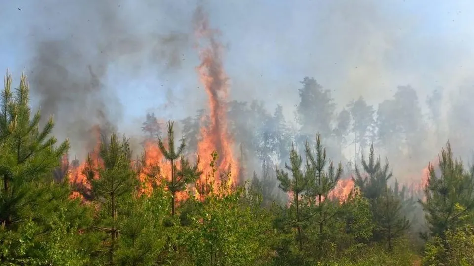 Фото: Комитет лесного хозяйства МО