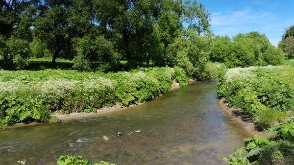 В Петербурге ядовитый борщевик захватил практически всю территорию городского парка