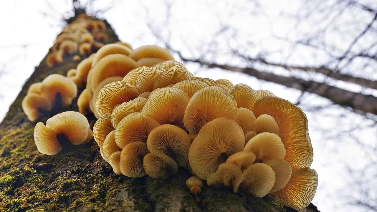 ведущий специалист отдела экологического просвещения Приокско-Террасного заповедника Ольга Калинина