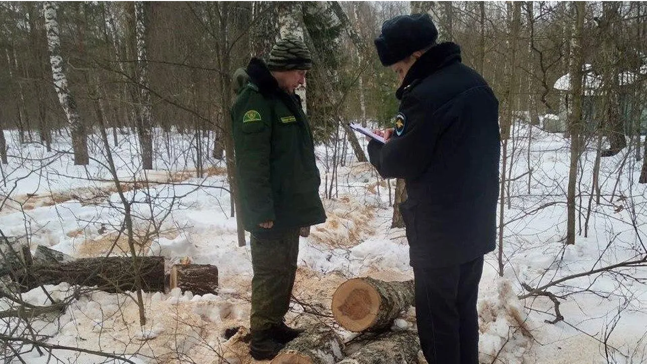 Фото: Ступинский филиал ГКУ МО «Мособллес»