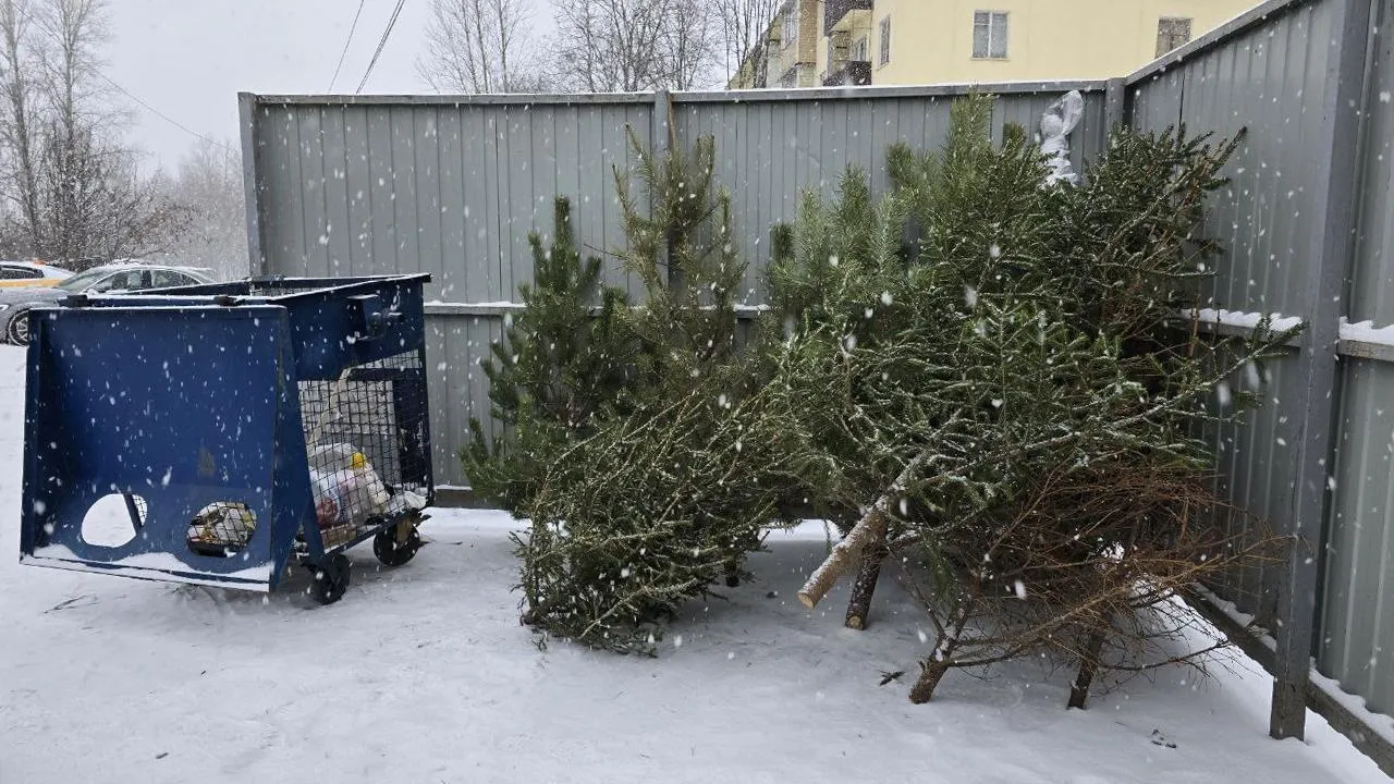 Штраф до 3 тыс. рублей: почему новогоднюю ель нельзя просто отнести на помойку у дома