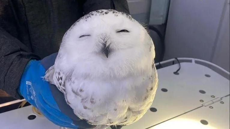 Фото: ТГ-канал «Топор»