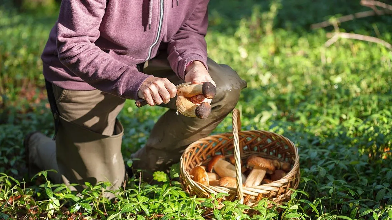 istockphoto.com/Shandor_gor