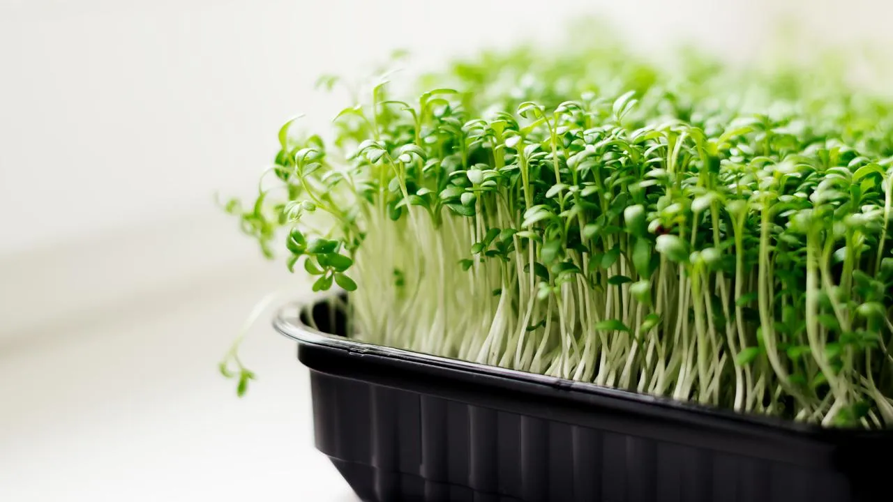 istockphoto.com/Tatiana Buzmakova