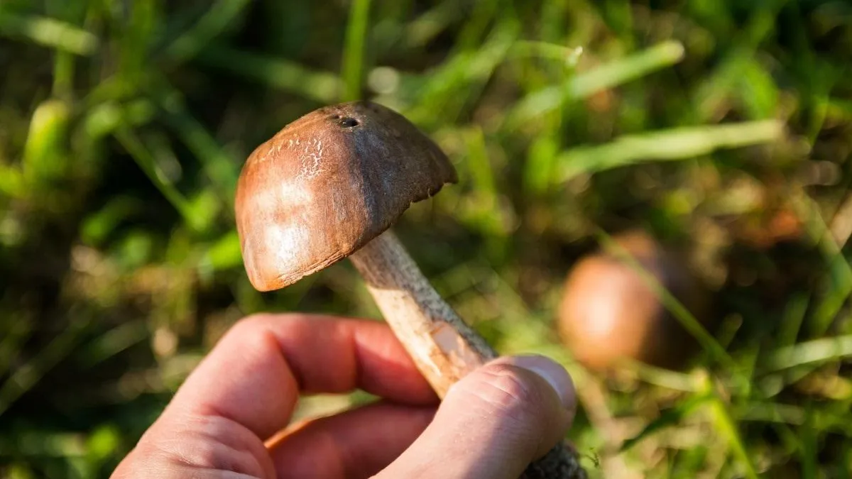 Фото взято с