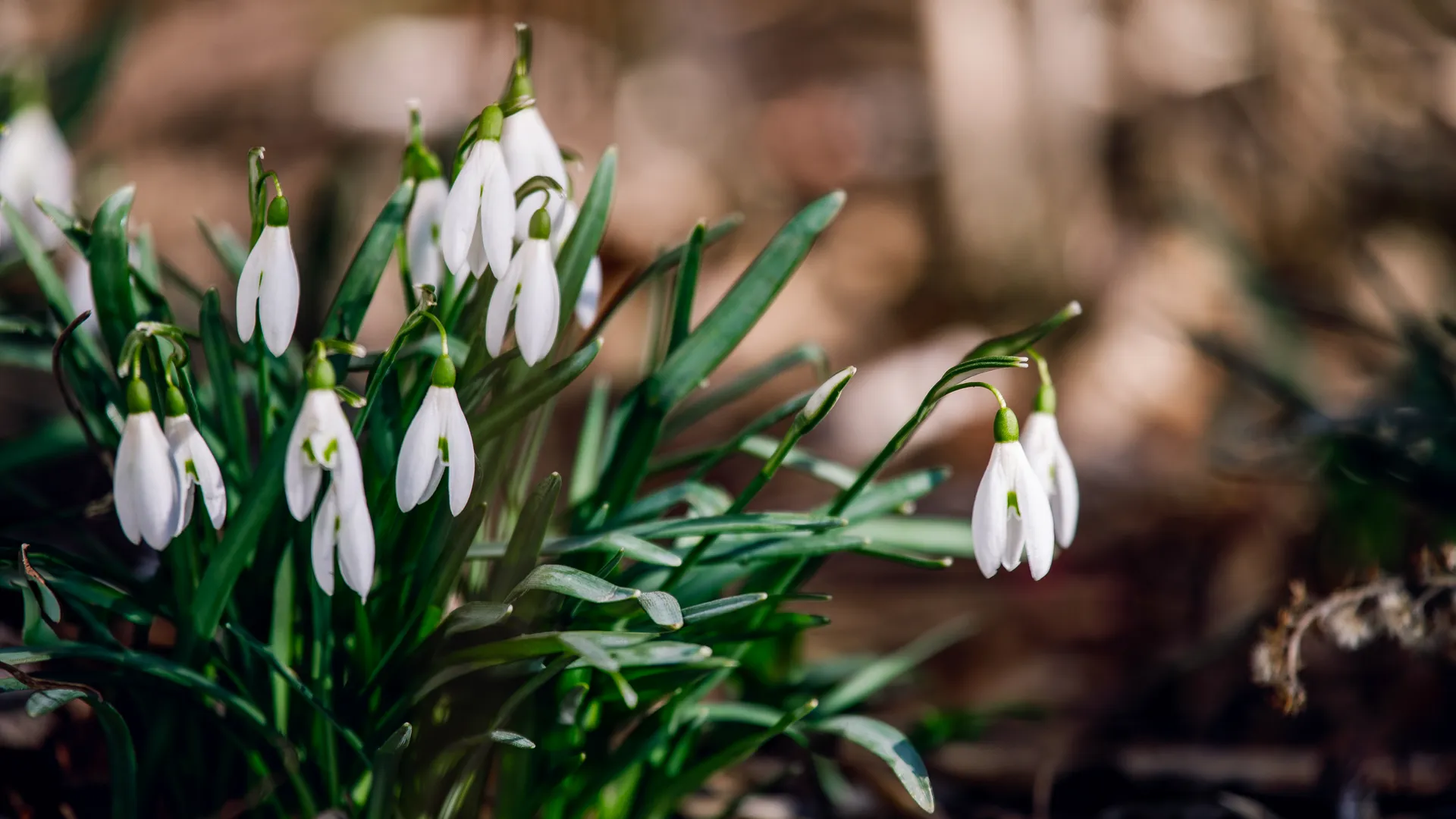 Цена рекордных сугробов: жителям Подмосковья советуют готовиться к нашествию крыс, гусениц и хомяков