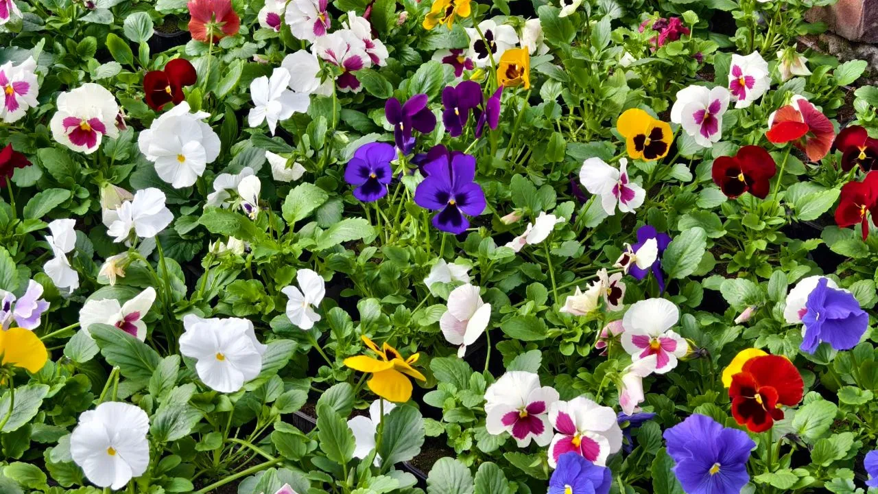 Фото: пресс-служба администрации Серпухова