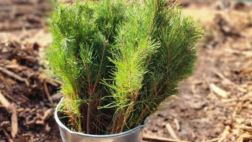 Фото: МедиаБанк Подмосковья/Екатерина Данилина