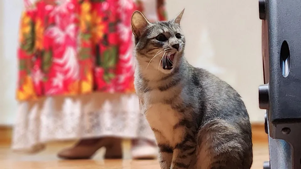 Фото: МедиаБанк Подмосковья/Дмитрий Беденко