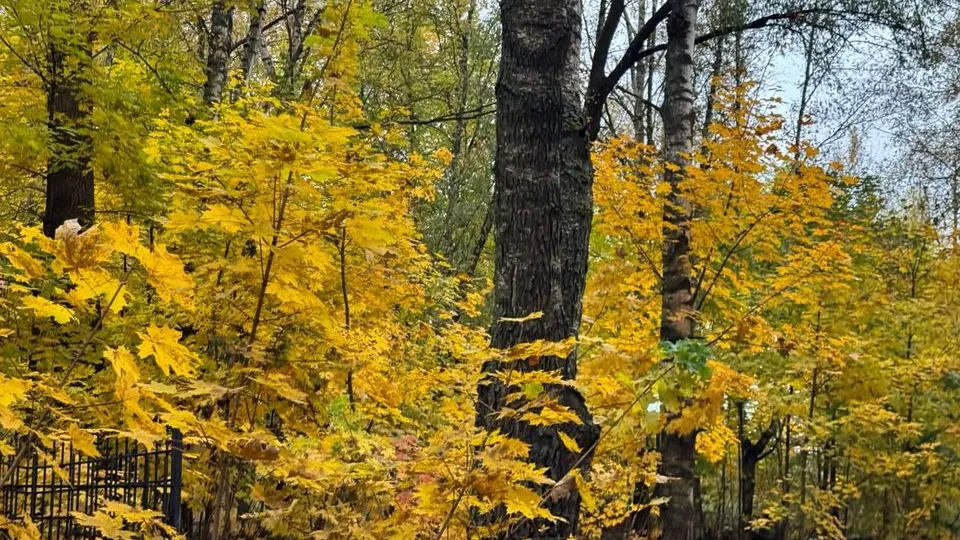 Фото: пресс-служба Можайского округа
