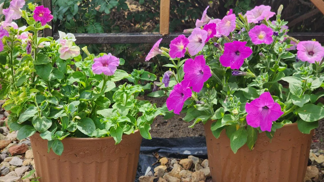 МедиаБанк Подмосковья/Наталья Дорошева