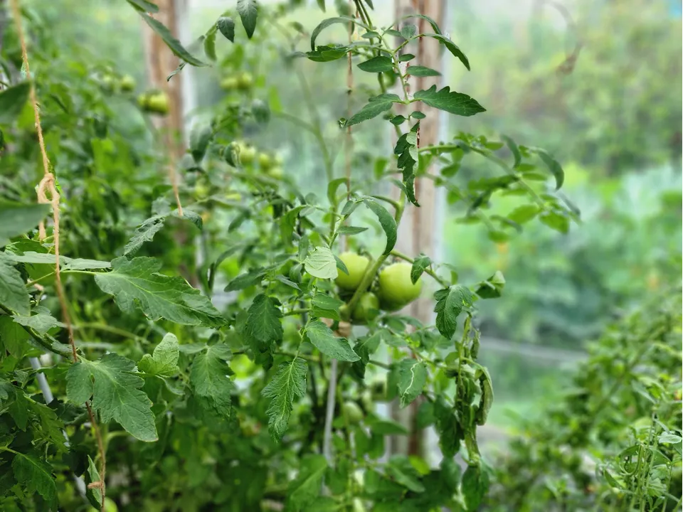 Фото: REGIONS/Наталия Надточая