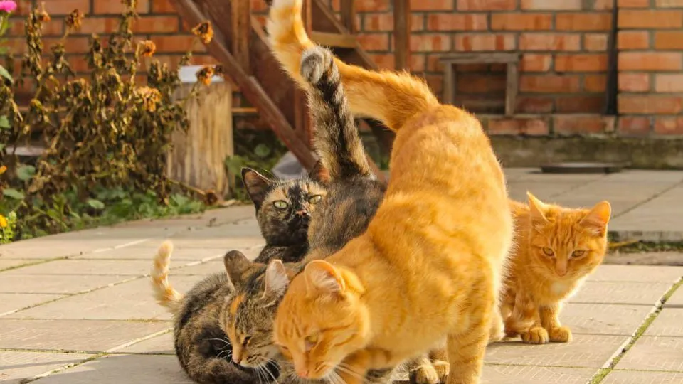 Фото: REGIONS/Эльвира Сафина