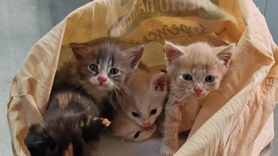 Фото: Администрация г.о. Клин