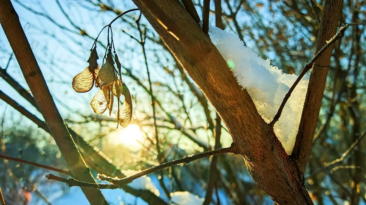 REGIONS/Алексей Селиверстов