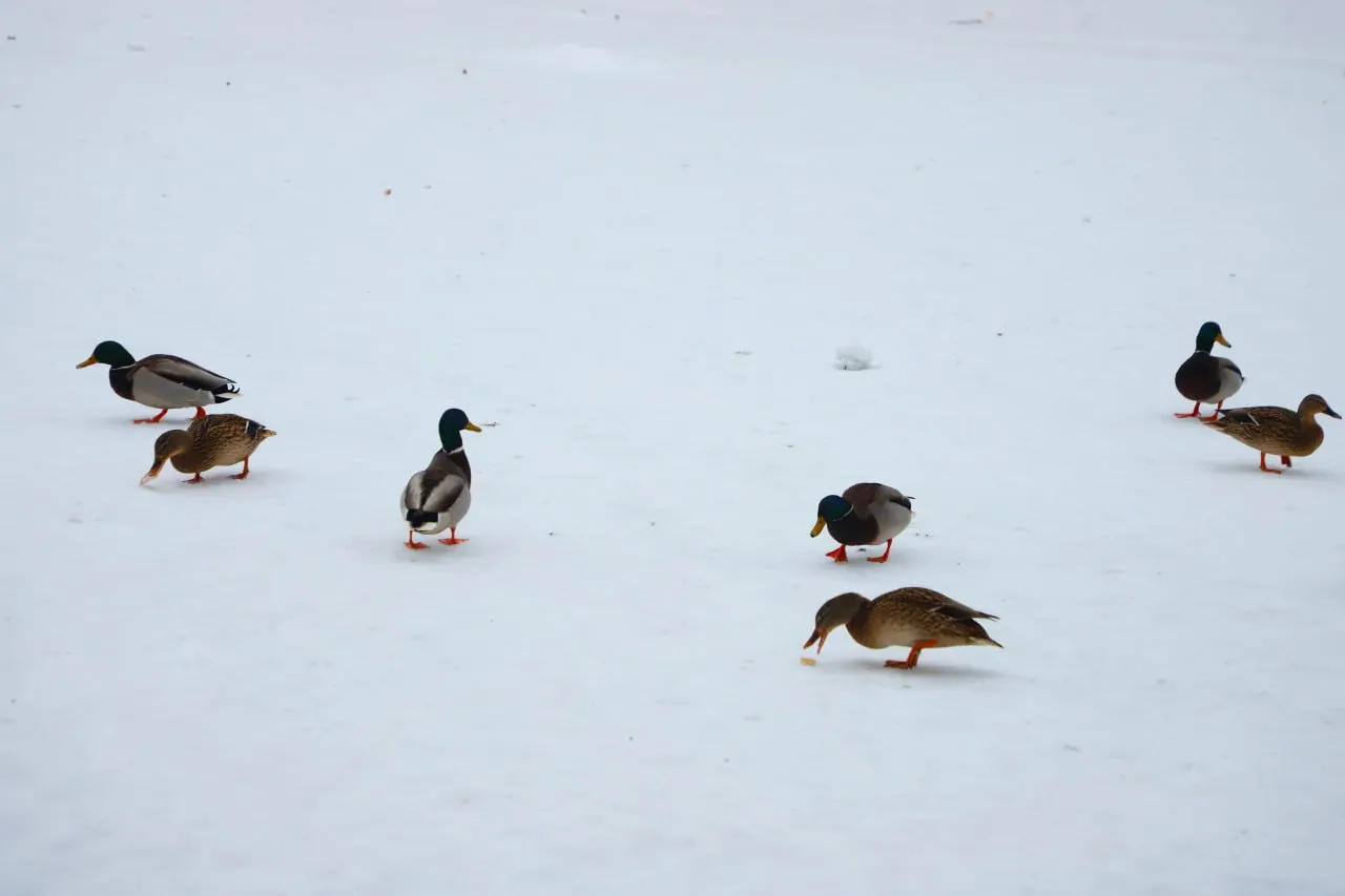 Фото: Оксана Лапшина