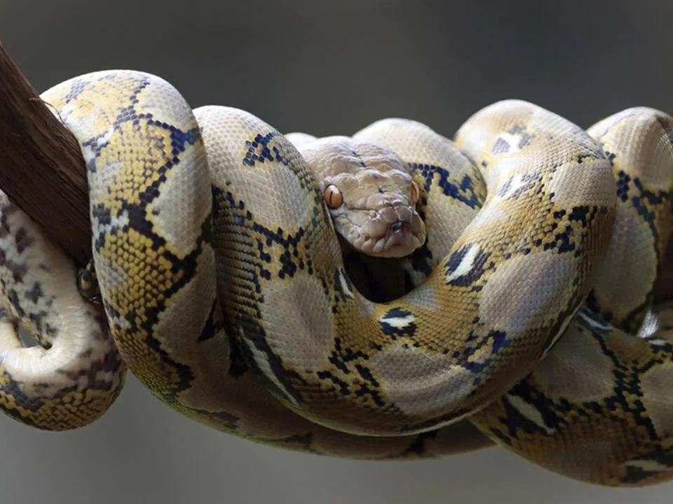 «Нападут змеи и нечисть»: известная ясновидящая рассказала, почему нельзя ходить в лес 27 сентября