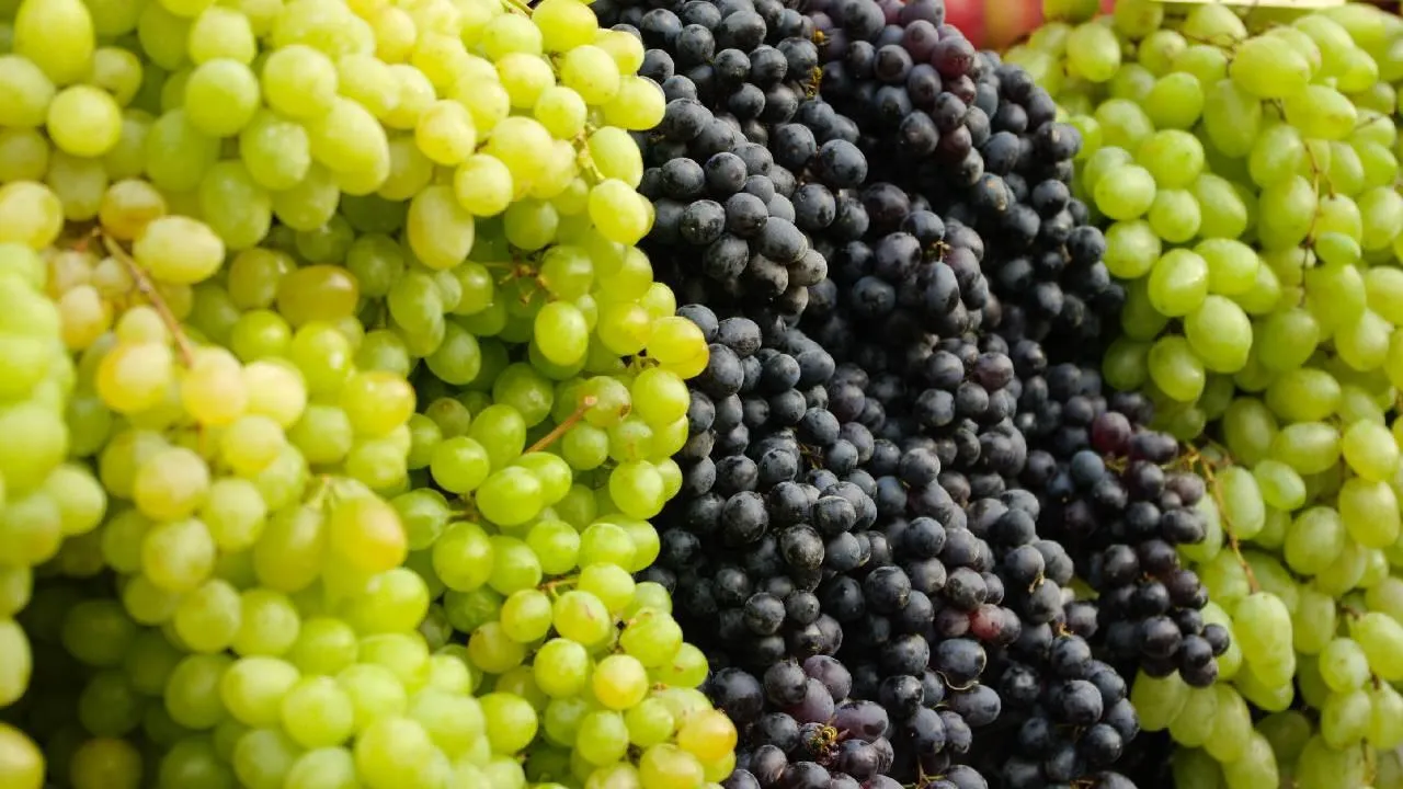 Препарат на основе экстракта жира личинок мухи создали для защиты винограда в Подмосковье