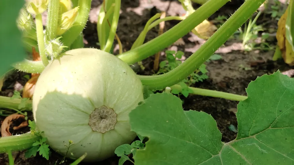 Фото: пресс-служба парков Павловского Посада