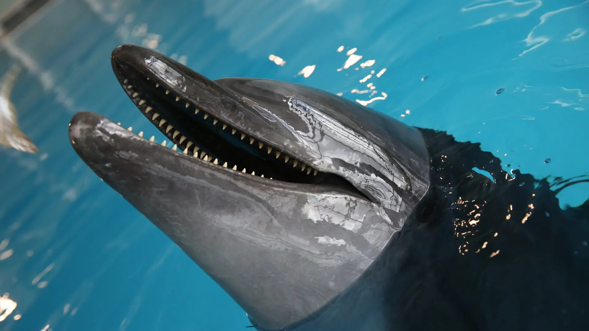 Дельфинарий в «Москвариуме» на ВДНХ