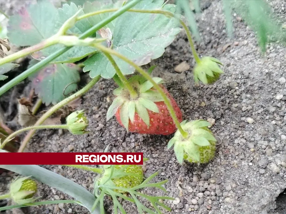 Фото: REGIONS/Василий Тремасов