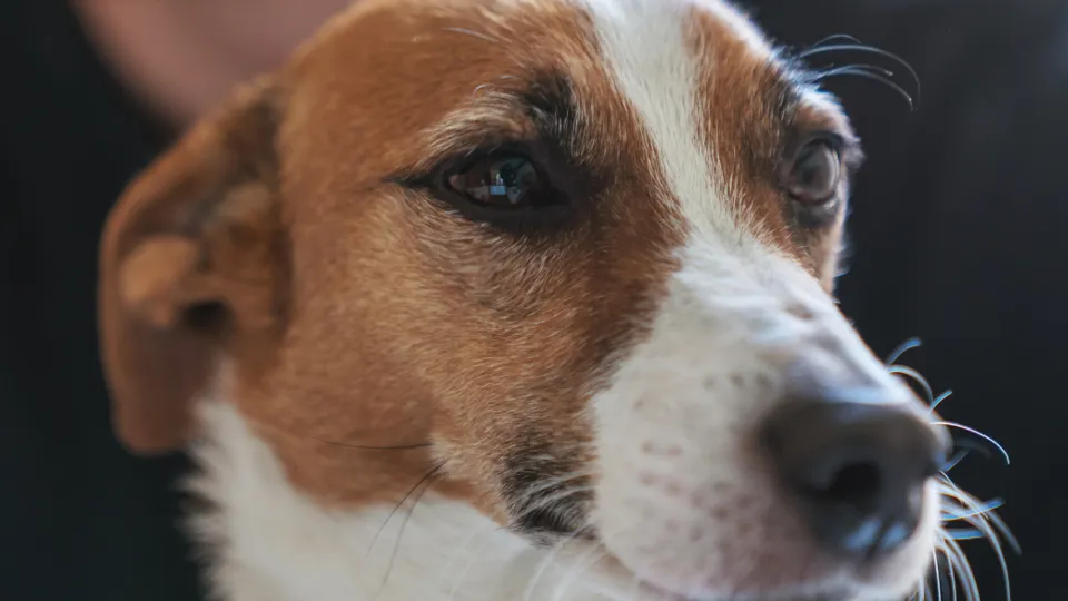 Фото: istockphoto.com/GeorgeRudy