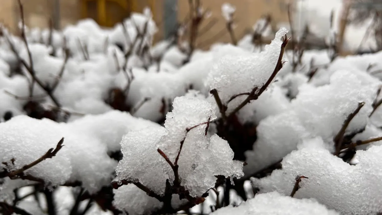 REGIONS/Елена Фурман