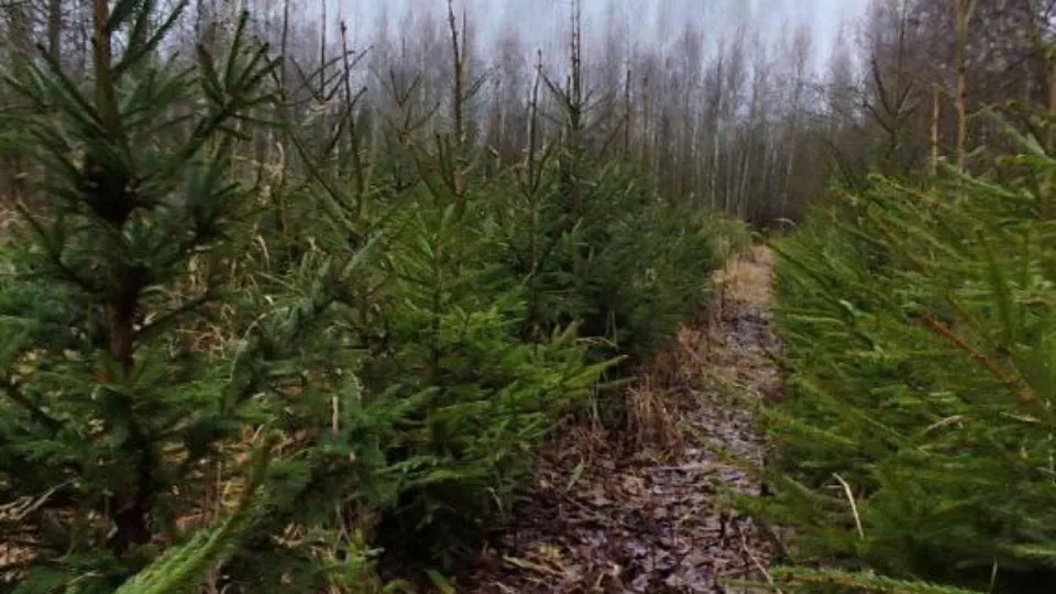 Фото: Комитет лесного хозяйства Московской области