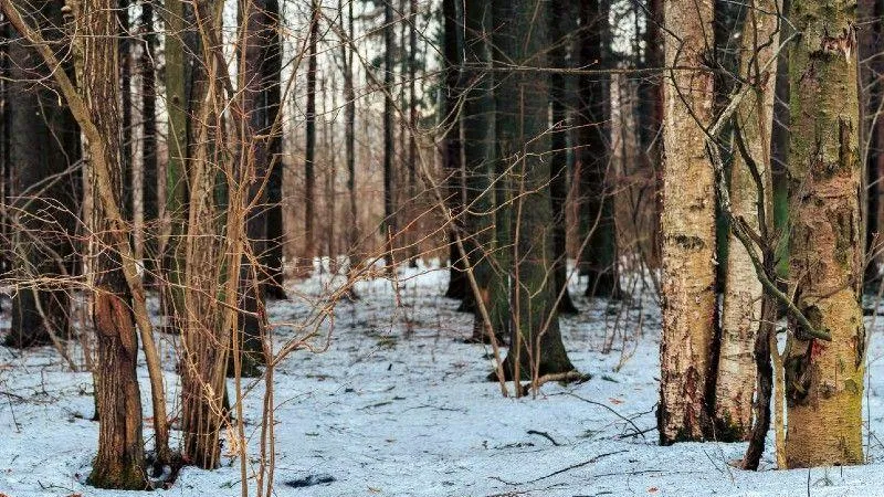 Пресс-служба Комитета лесного хозяйства Московской области