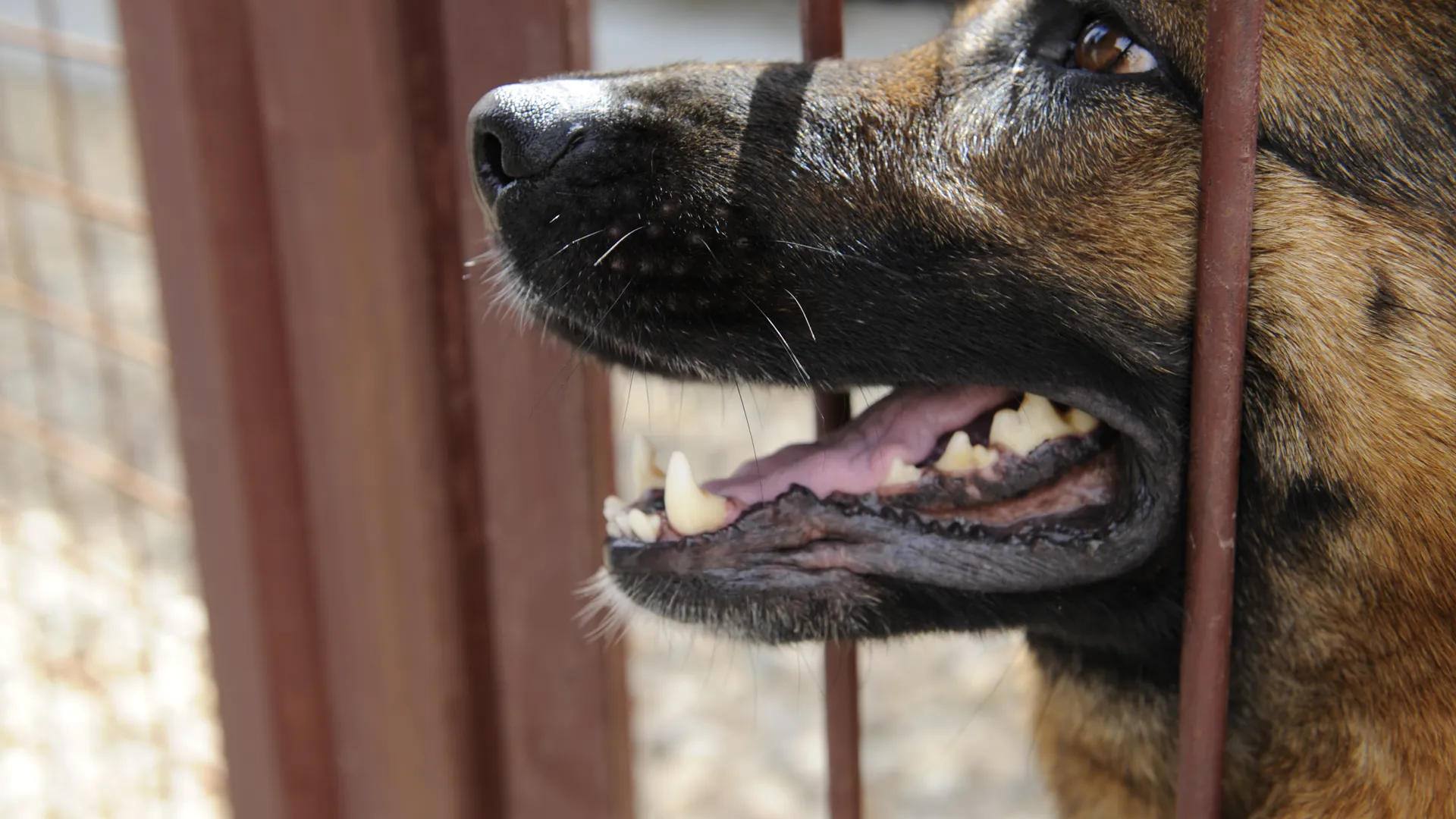 Центр кинологической службы в Москве