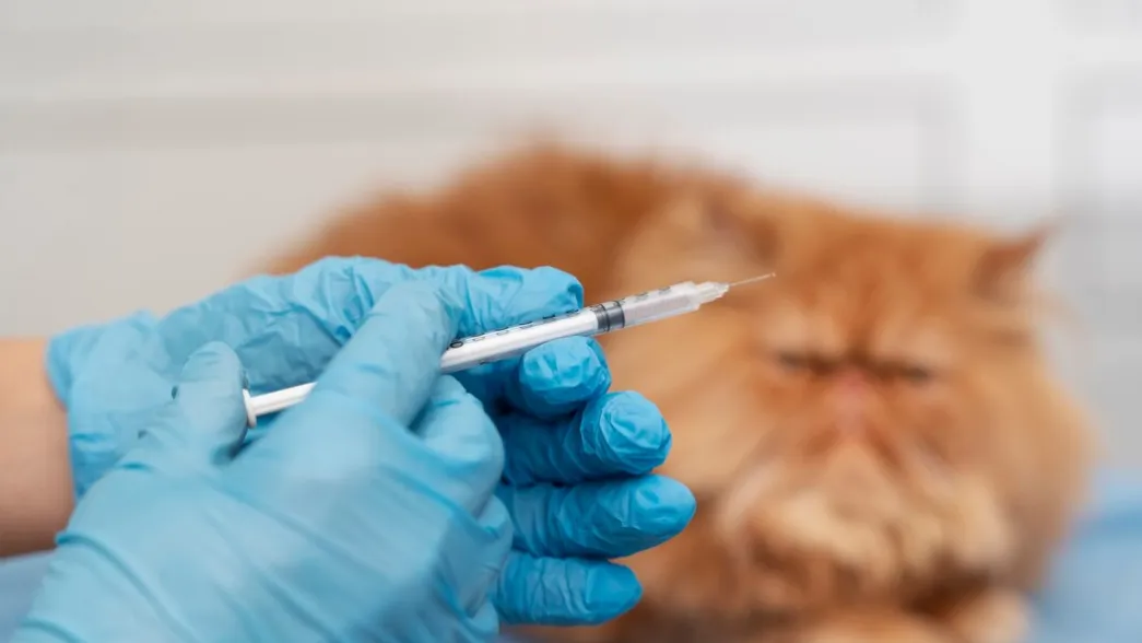 Фото: freepik.com