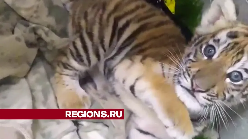 Фото: ГБУВ МО «Терветуправление № 2»