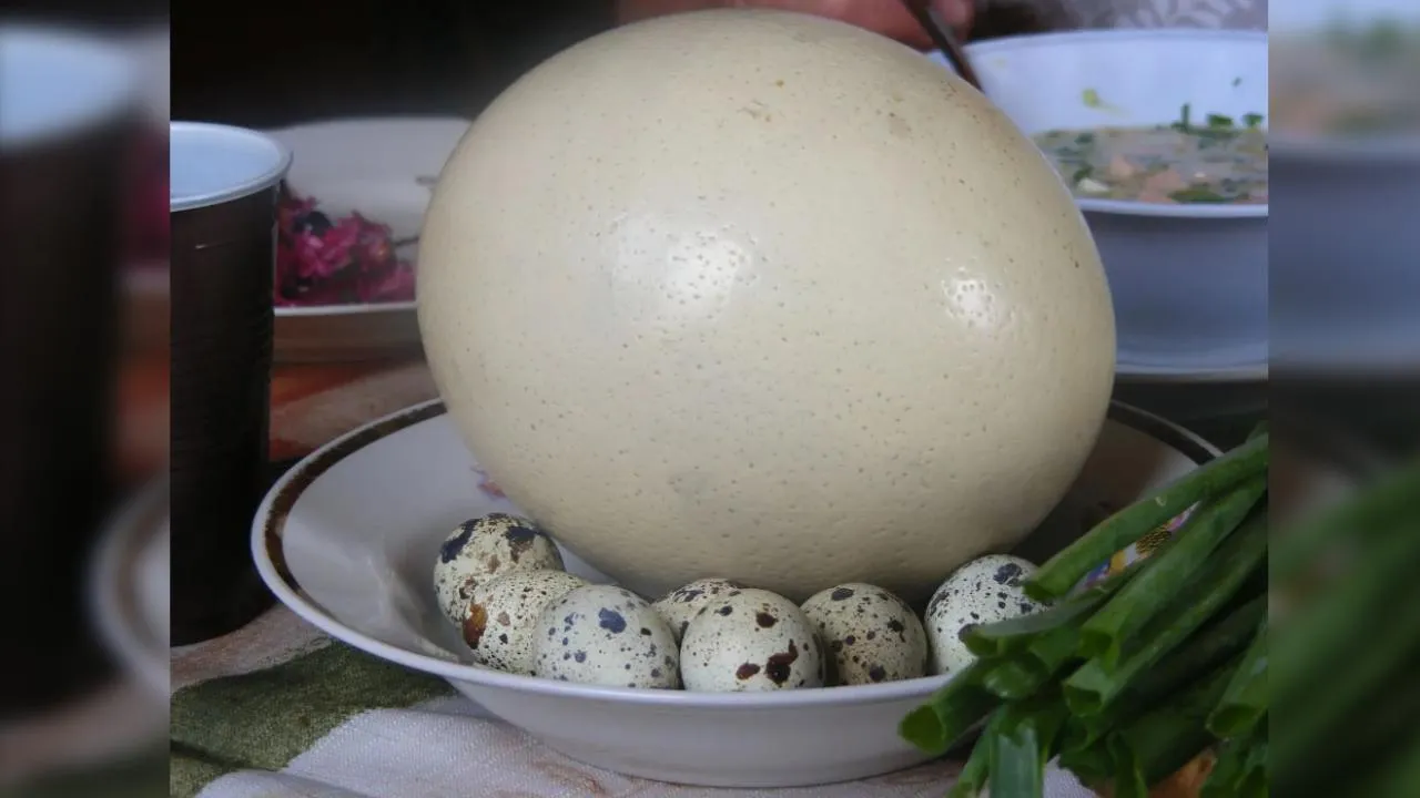 REGIONS/Дарья Недошивина