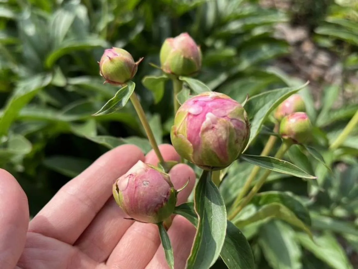 Фото: городская доска объявлений&nbsp;