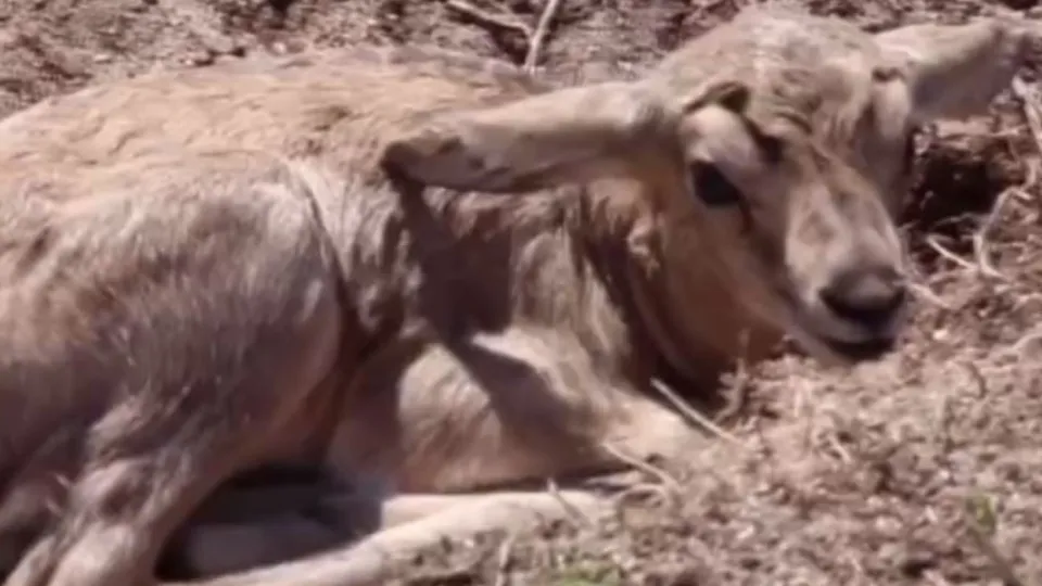 Фото: t.me/rare_animals_zoo